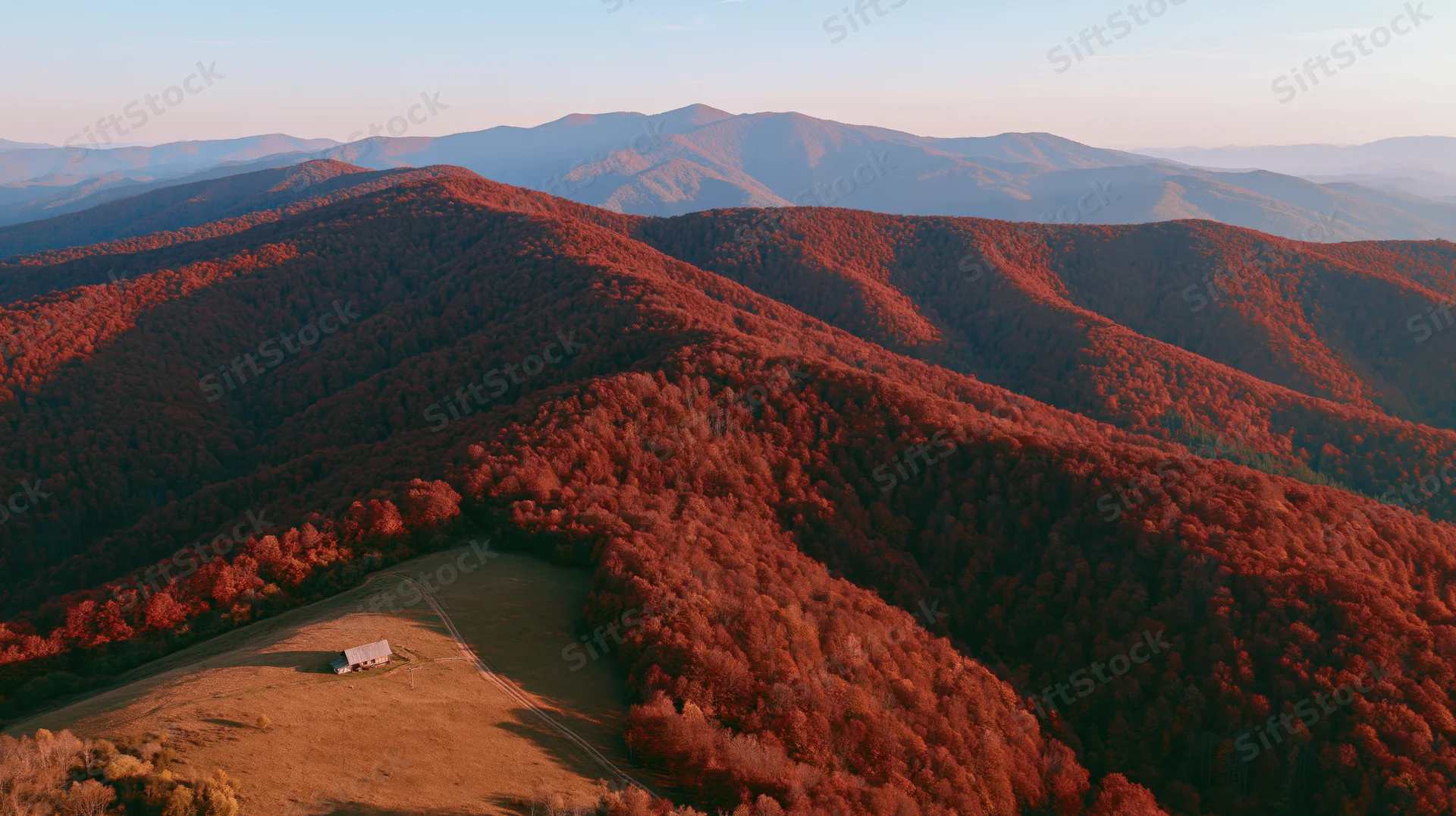 Aerial view of rolling carpathian hills covered in red autumn foliage with a small barn in a meadow below