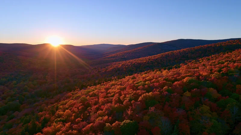 Aerial view of dense forested hills at sunset during autumn