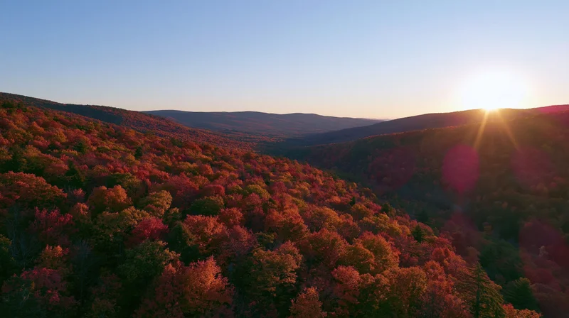 Aerial view of dense forested hills covered in autumn foliage at sunset