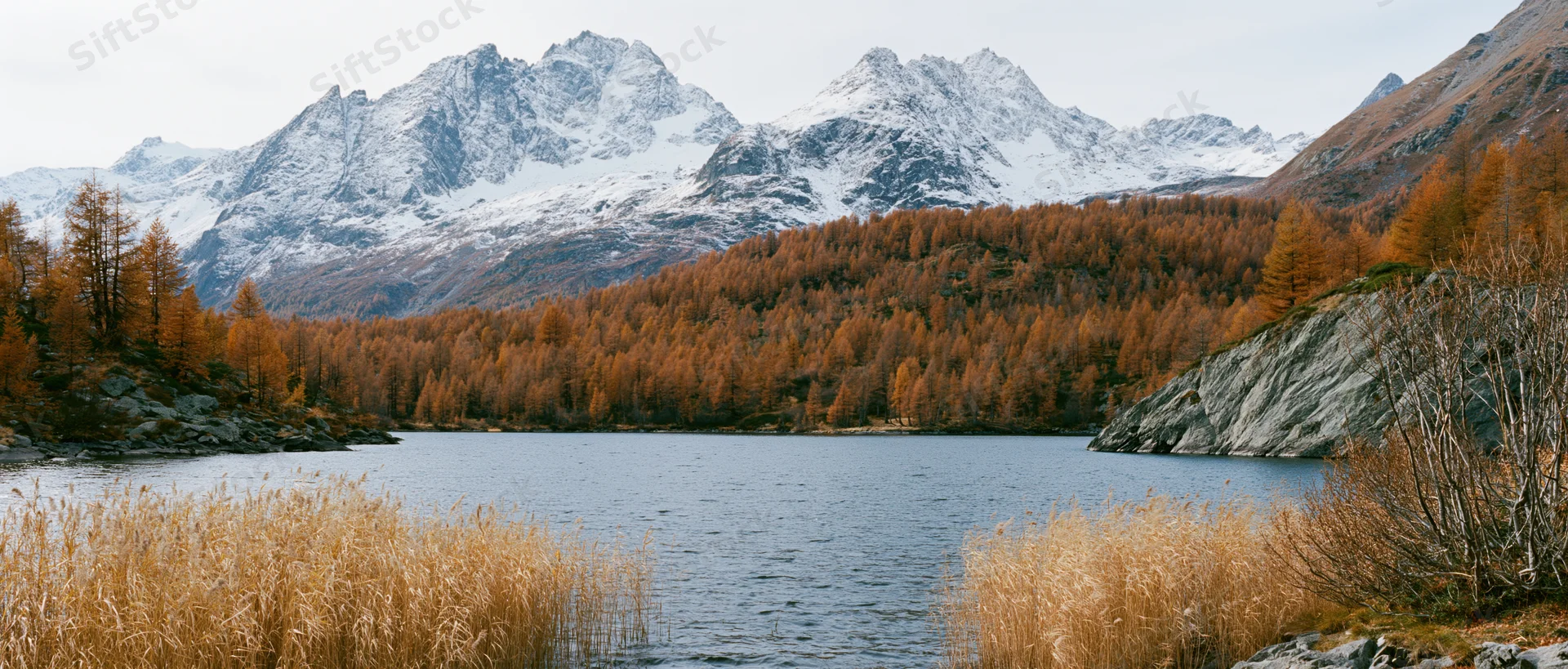 Alpine lake surrounded by snow-capped mountains and autumn-colored larch trees along the shoreline