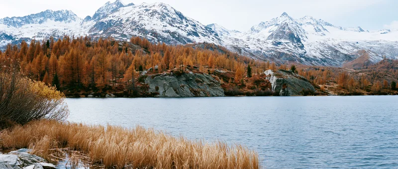Alpine lake shoreline in autumn panoramic landscape with snow-capped mountains and golden larch trees