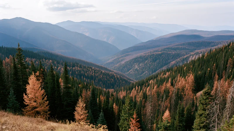 Layered alpine ridgelines covered in autumn forest viewed from a high vantage point