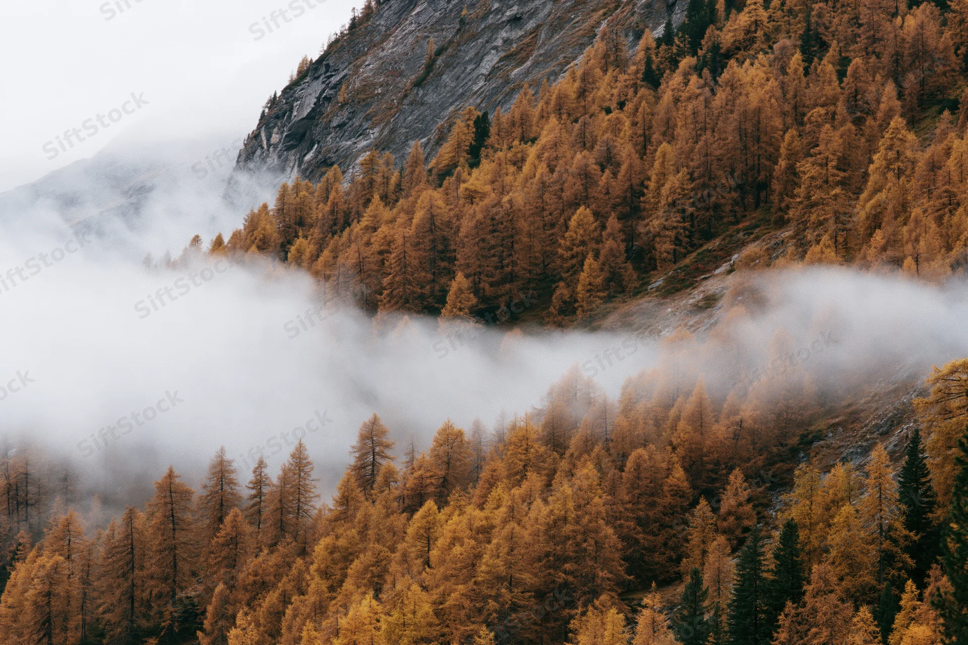 Alpine mountainside covered in golden larch forest with fog drifting through the valley
