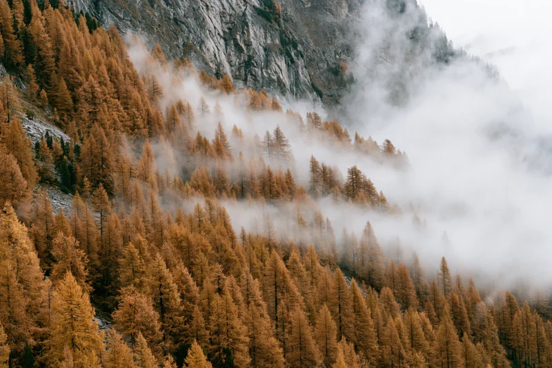 Alpine mountainside covered in dense larch forest with fog drifting through the trees in autumn