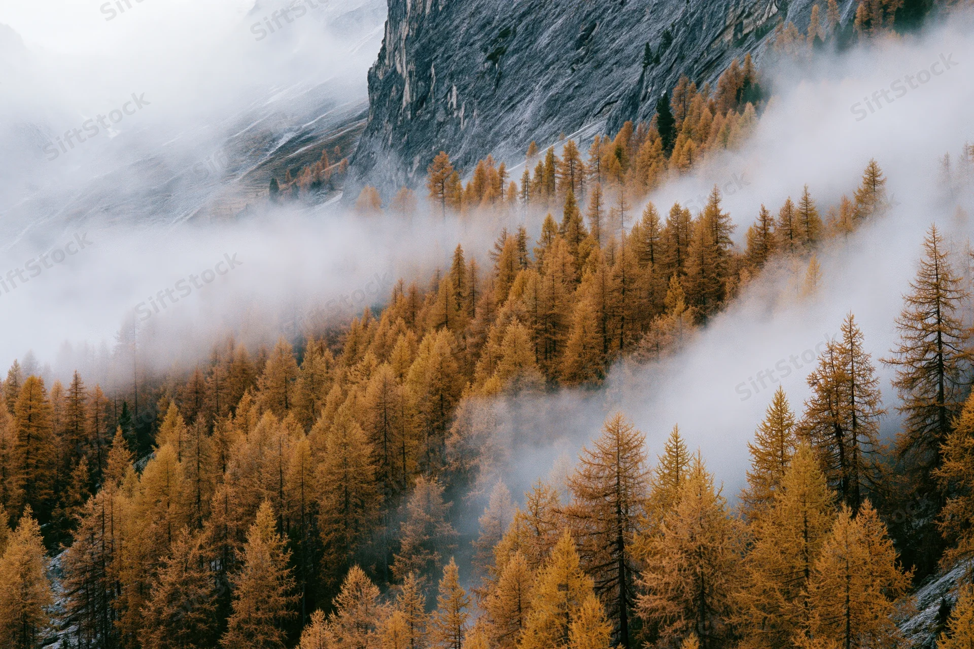 Golden larch trees covering an alpine mountainside in fog during autumn