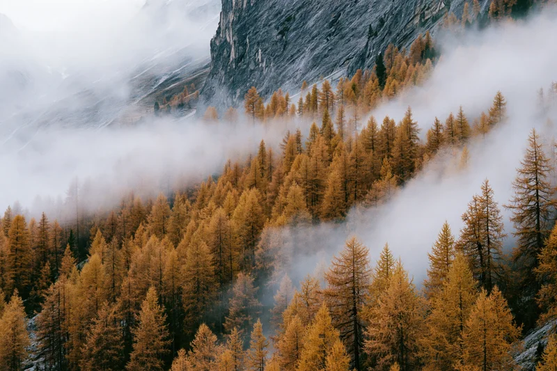 Golden larch trees covering an alpine mountainside in fog during autumn