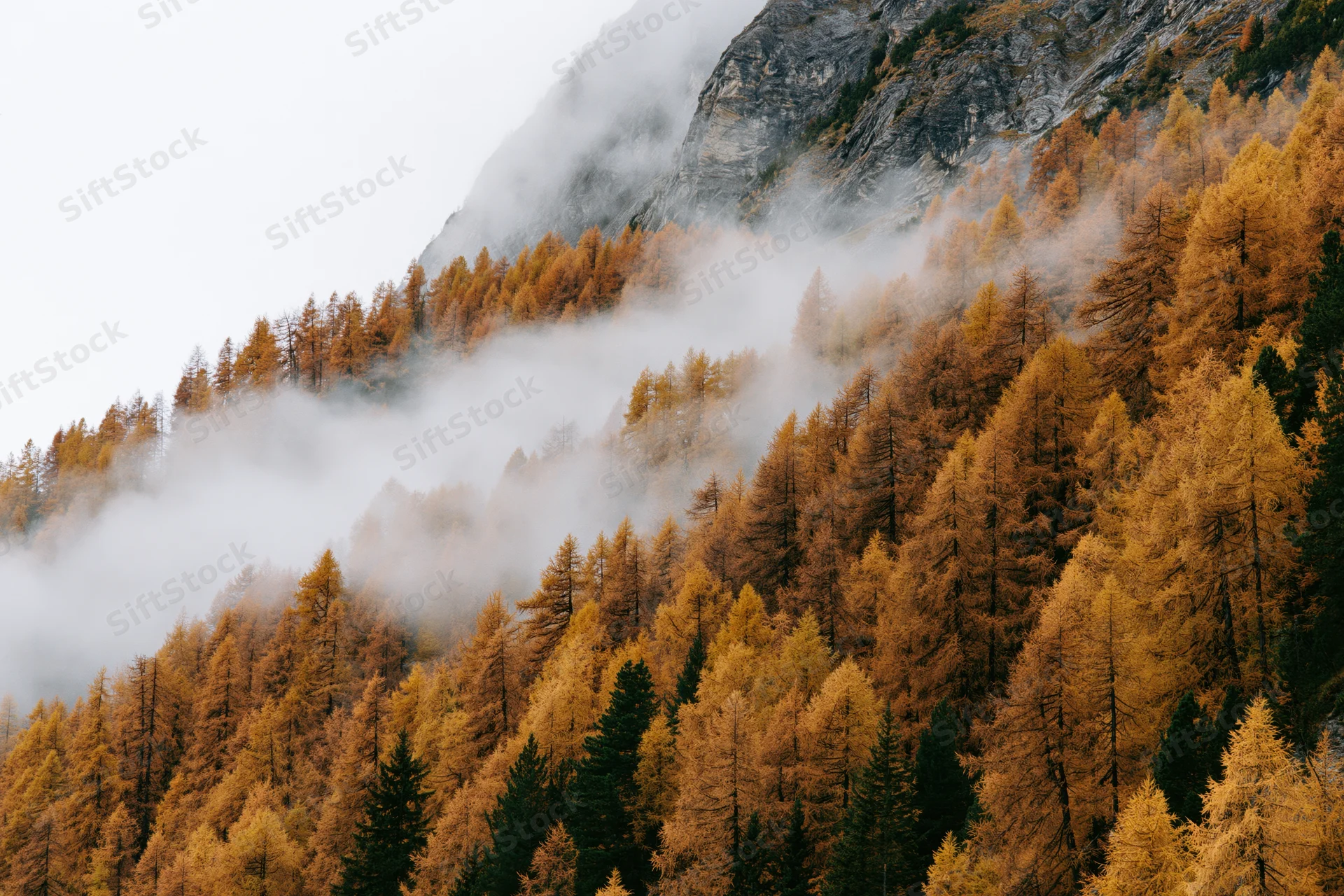 Golden larch trees covering an alpine mountainside in autumn fog