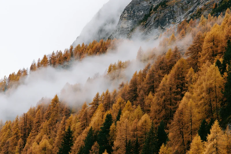 Golden larch trees covering an alpine mountainside in autumn fog