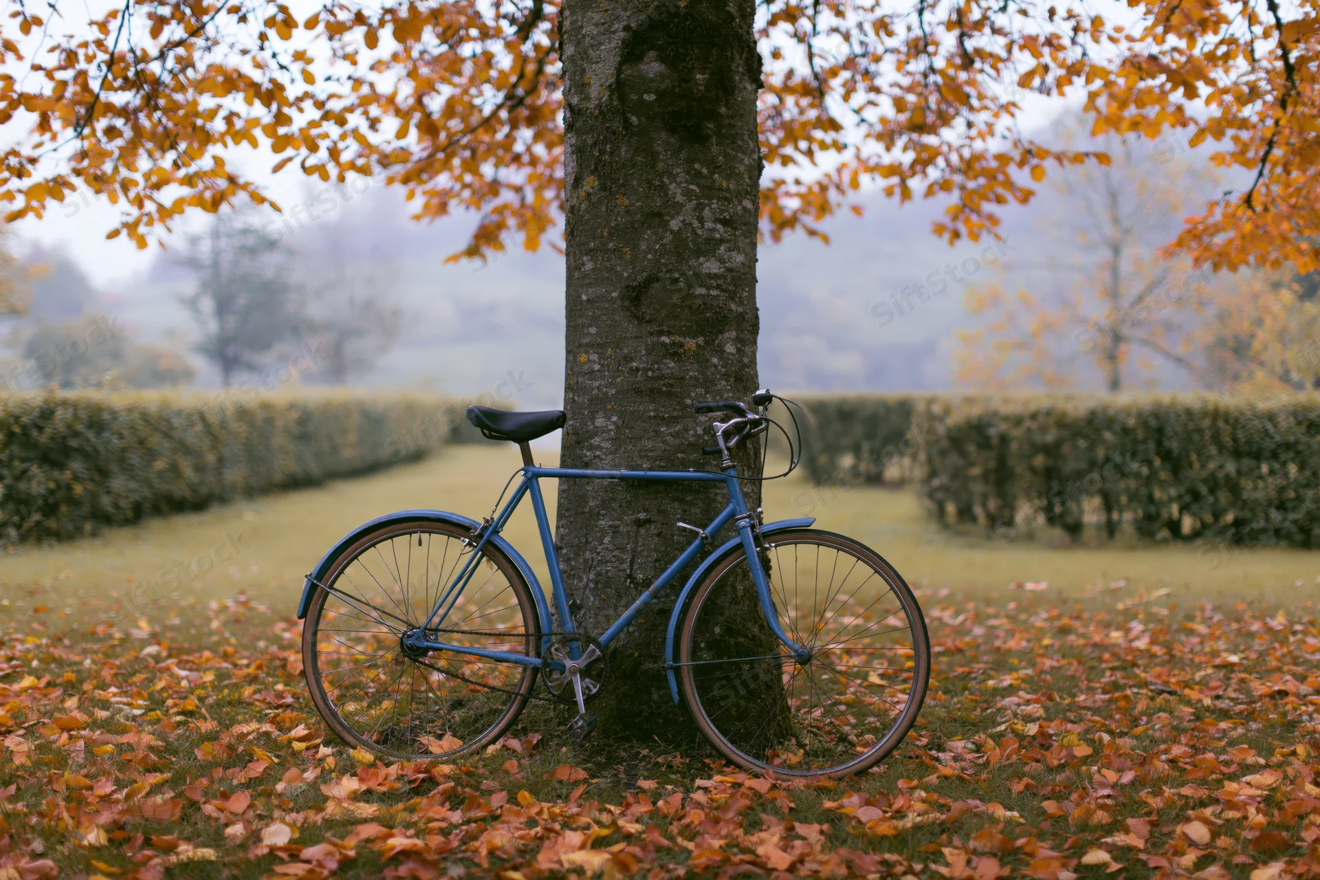 Vintage blue bicycle leaning against a tree in an autumn park with fallen leaves and hedges in the background