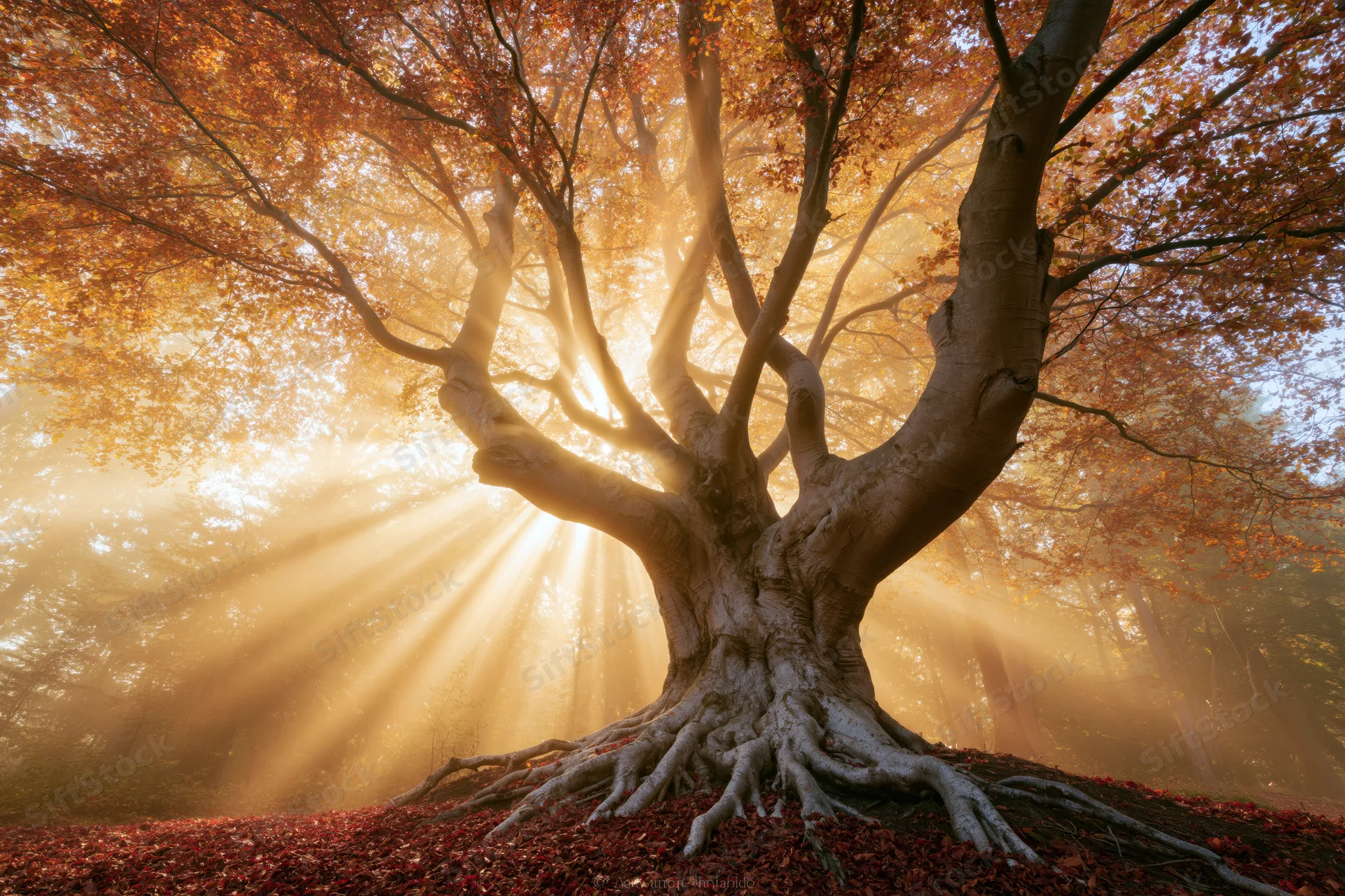 Ancient beech tree with twisted trunk and exposed roots in autumn forest at sunrise