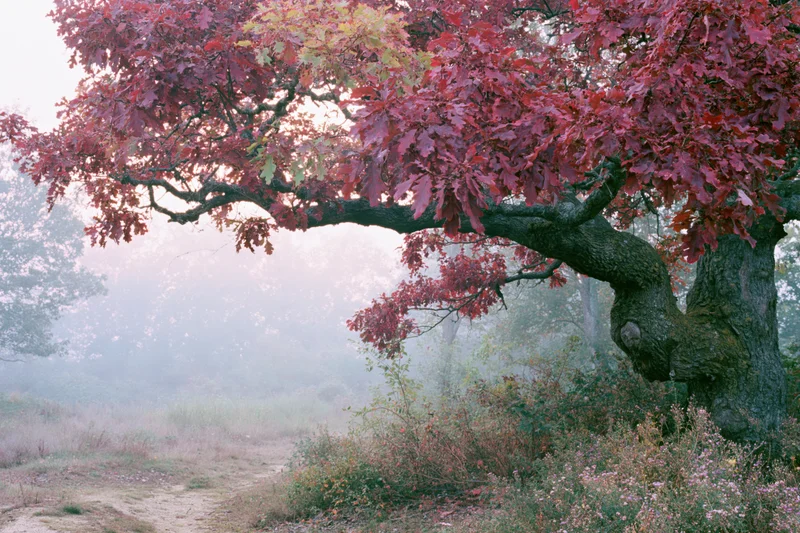 Ancient gnarled oak tree with deep red autumn foliage in misty woodland