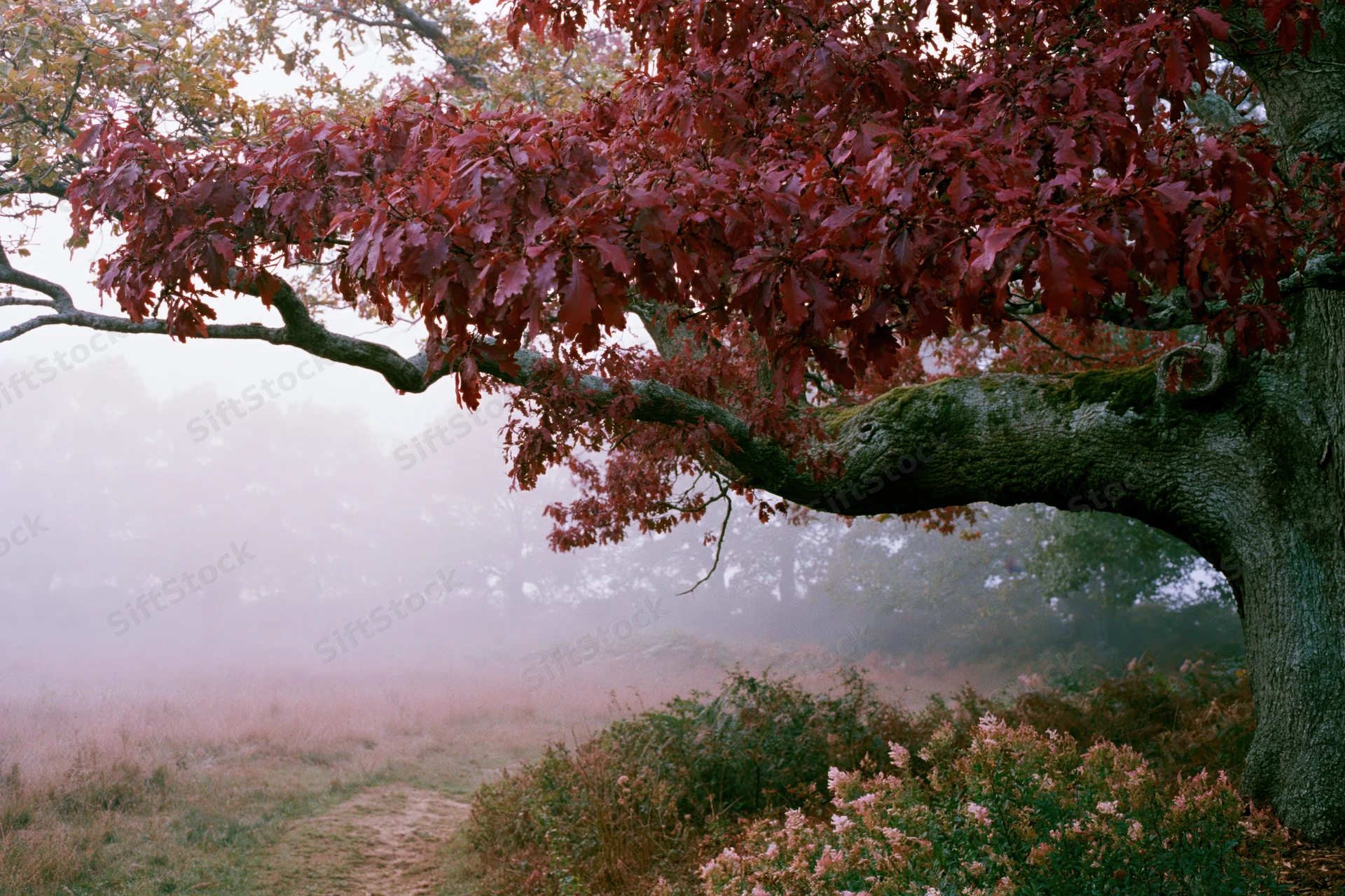 Ancient oak tree with deep red autumn leaves extending over a misty forest path