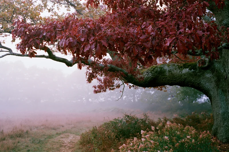 Ancient oak tree with deep red autumn leaves extending over a misty forest path