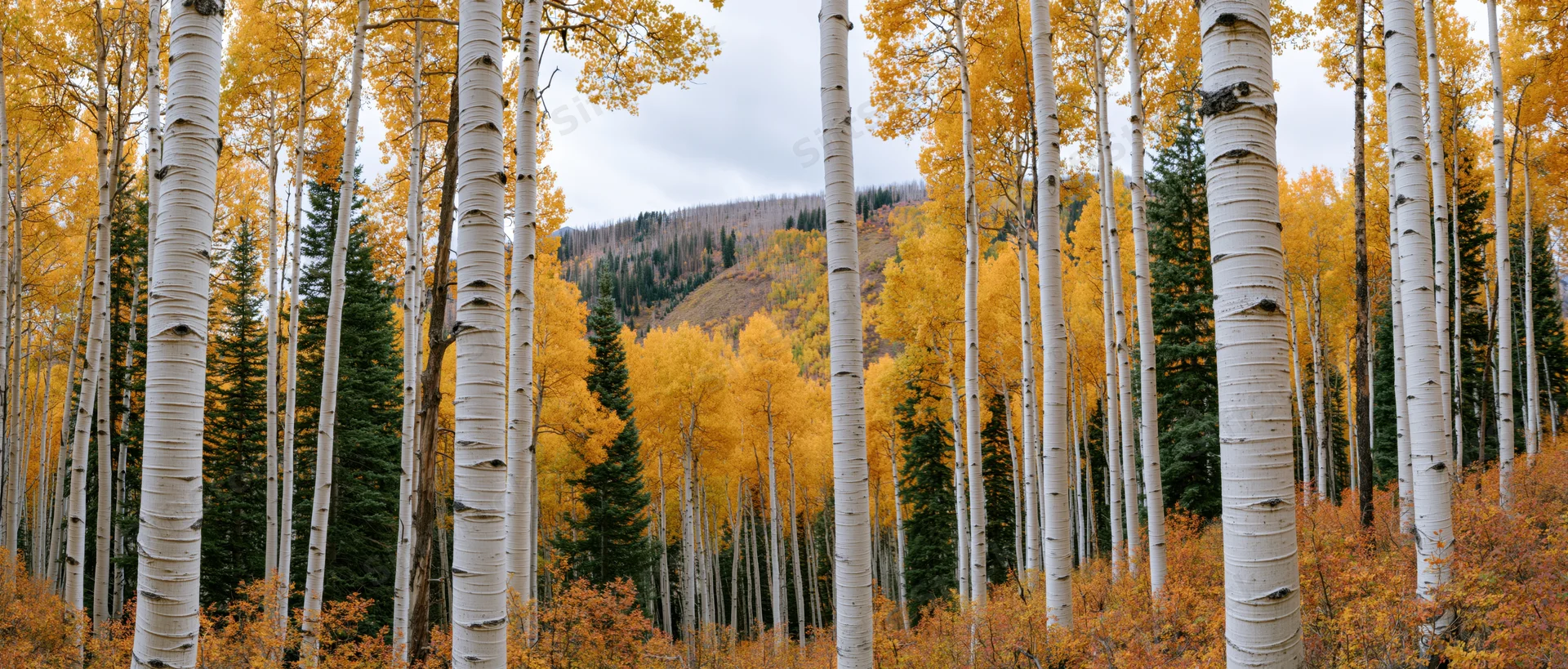 Aspen trees with white bark and golden leaves in a mountain forest during autumn