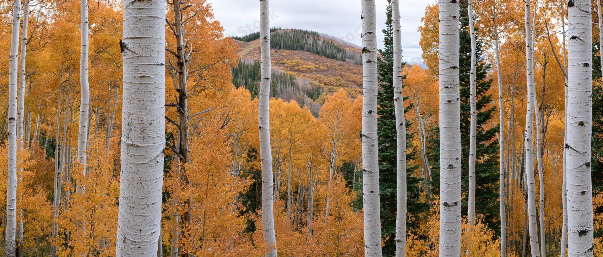 Aspen trees with white bark and golden autumn foliage in a mountain forest landscape