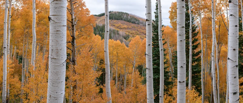 Aspen trees with white bark and golden autumn foliage in a mountain forest landscape