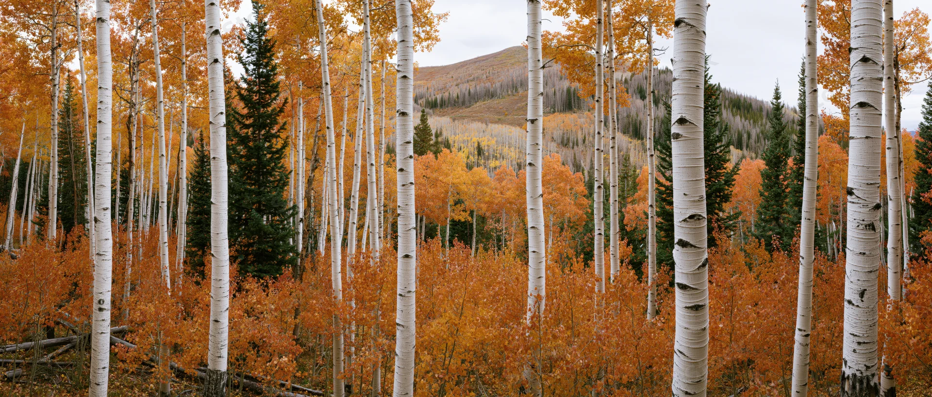 Aspen trees with white bark and orange leaves in a mountain forest during autumn