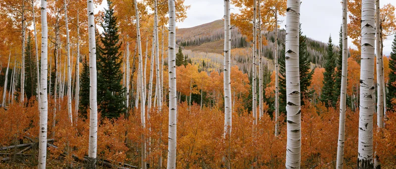 Aspen trees with white bark and orange leaves in a mountain forest during autumn