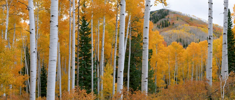 Aspen trees with white bark and golden autumn leaves in a mountain forest landscape