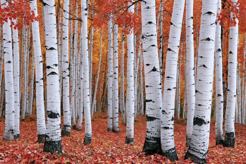 Aspen trees with white bark and orange foliage in autumn forest