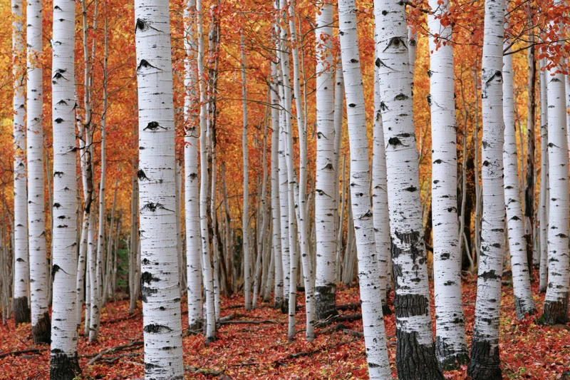 Aspen trees with white bark and orange foliage in autumn forest