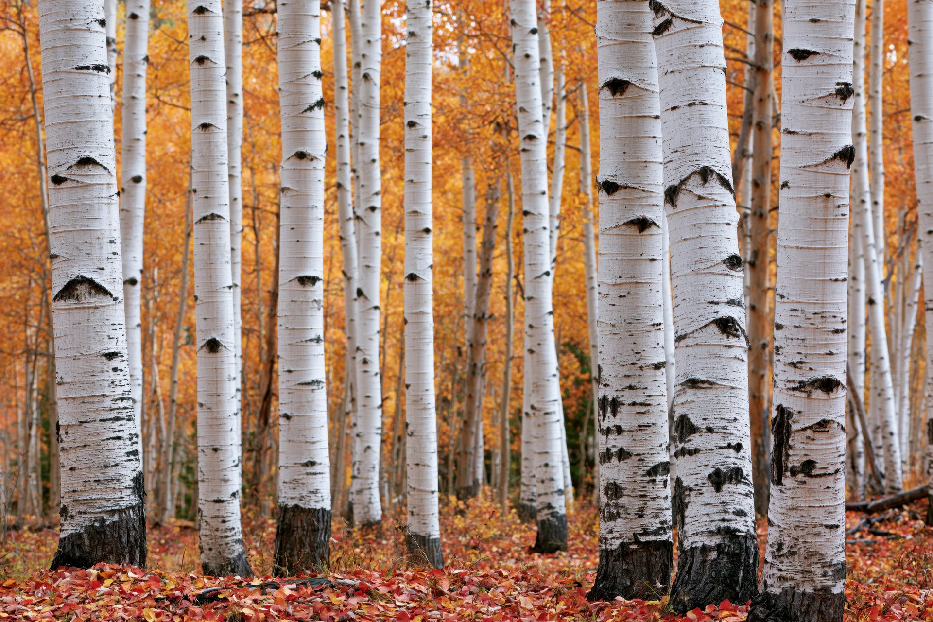 Aspen trees with white bark in autumn forest with fallen orange leaves