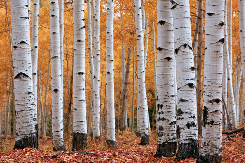 Aspen trees with white bark in autumn forest with fallen orange leaves