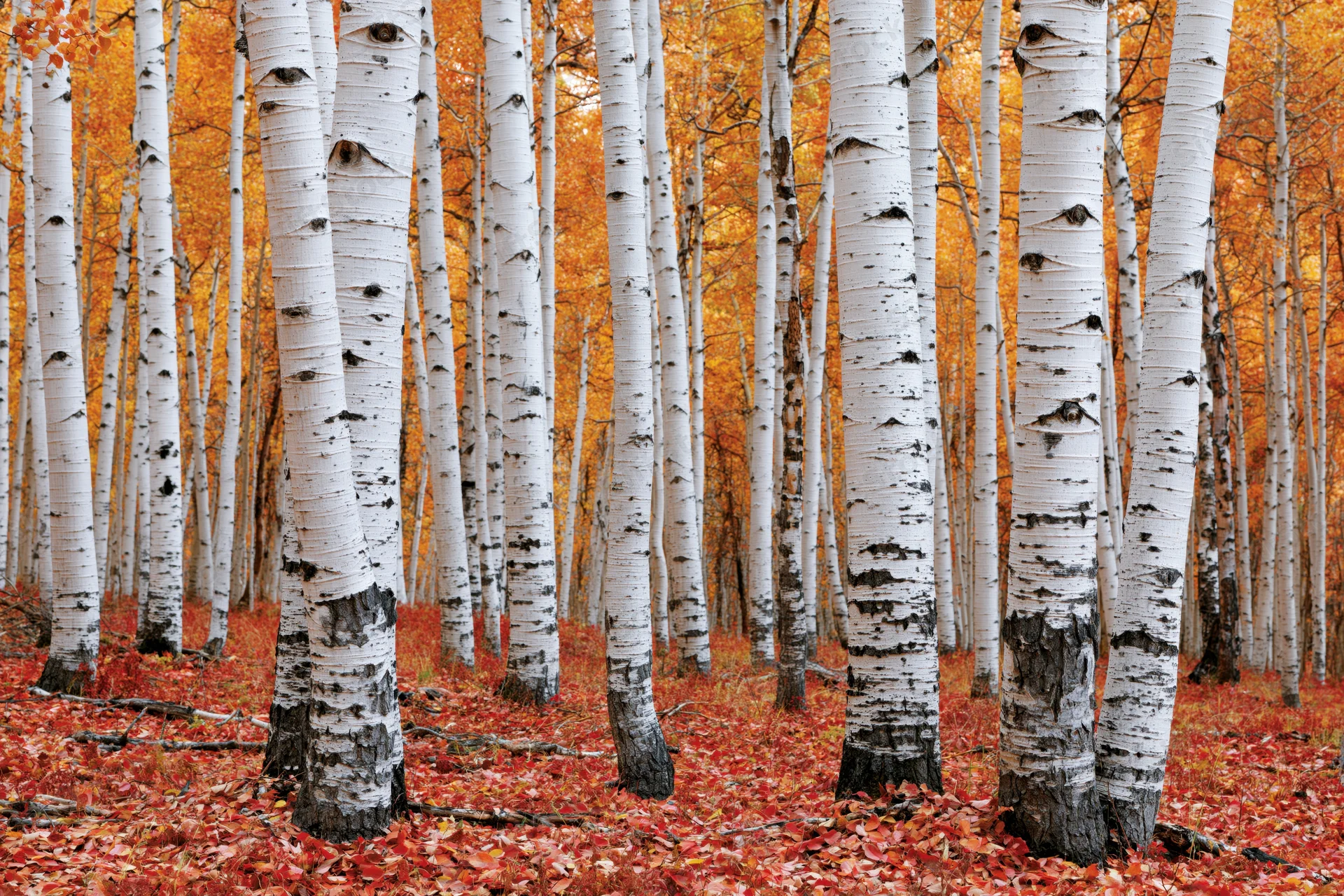 Aspen trees with white bark and black markings standing in a forest with orange foliage and red leaves on the ground in autumn