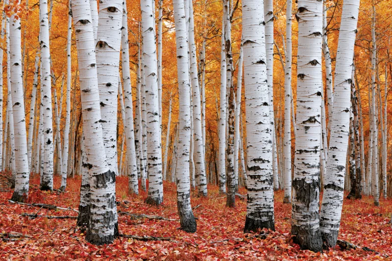 Aspen trees with white bark and black markings standing in a forest with orange foliage and red leaves on the ground in autumn