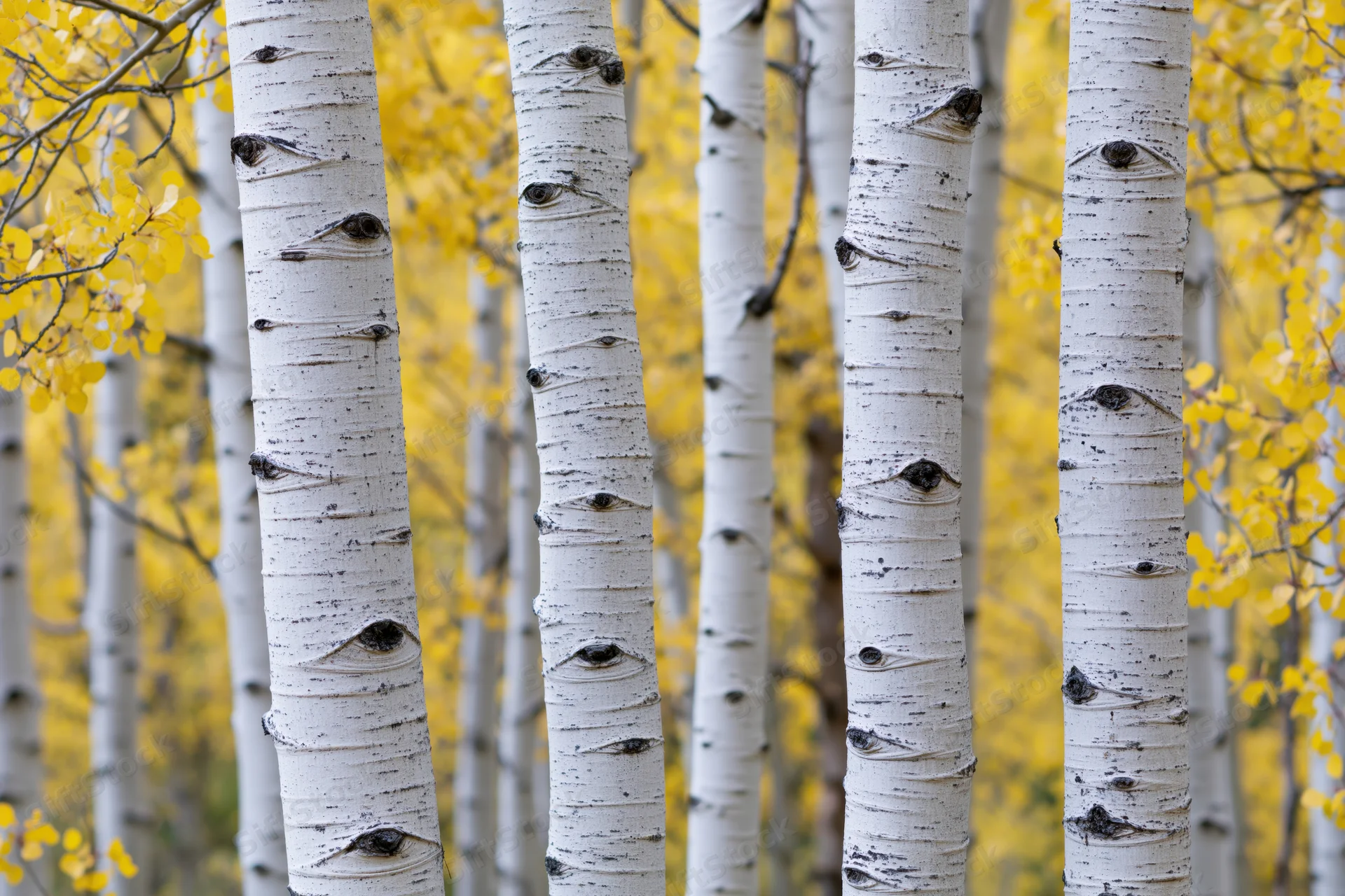 Aspen tree trunks with white bark and dark eye-shaped marks standing in a row against yellow autumn foliage