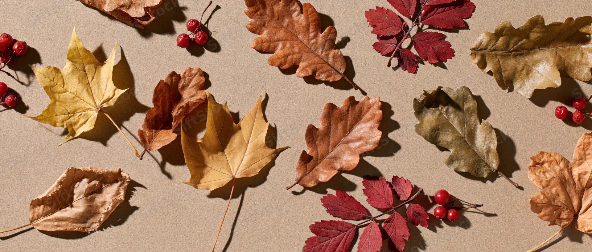 Assorted autumn leaves and red berries arranged flat on a neutral surface