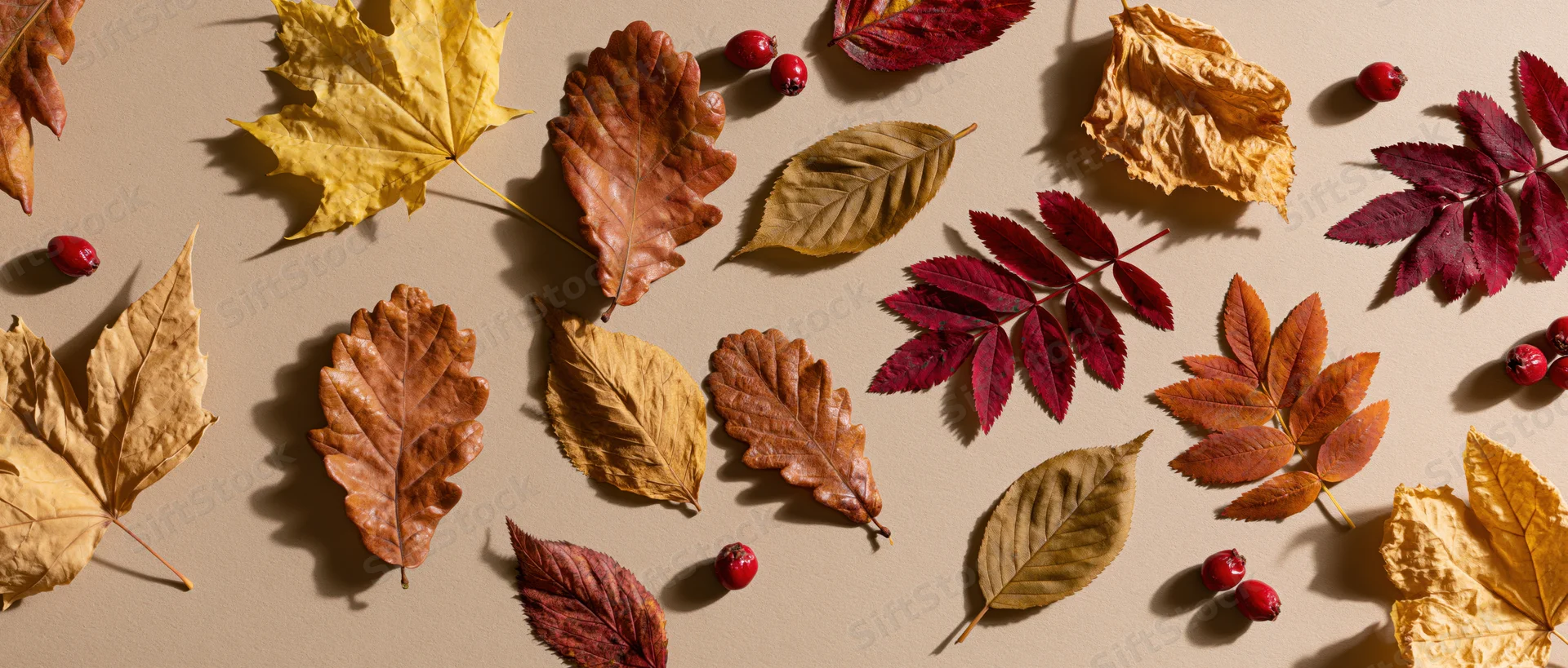 Assorted autumn leaves and small red berries arranged flat on a beige surface