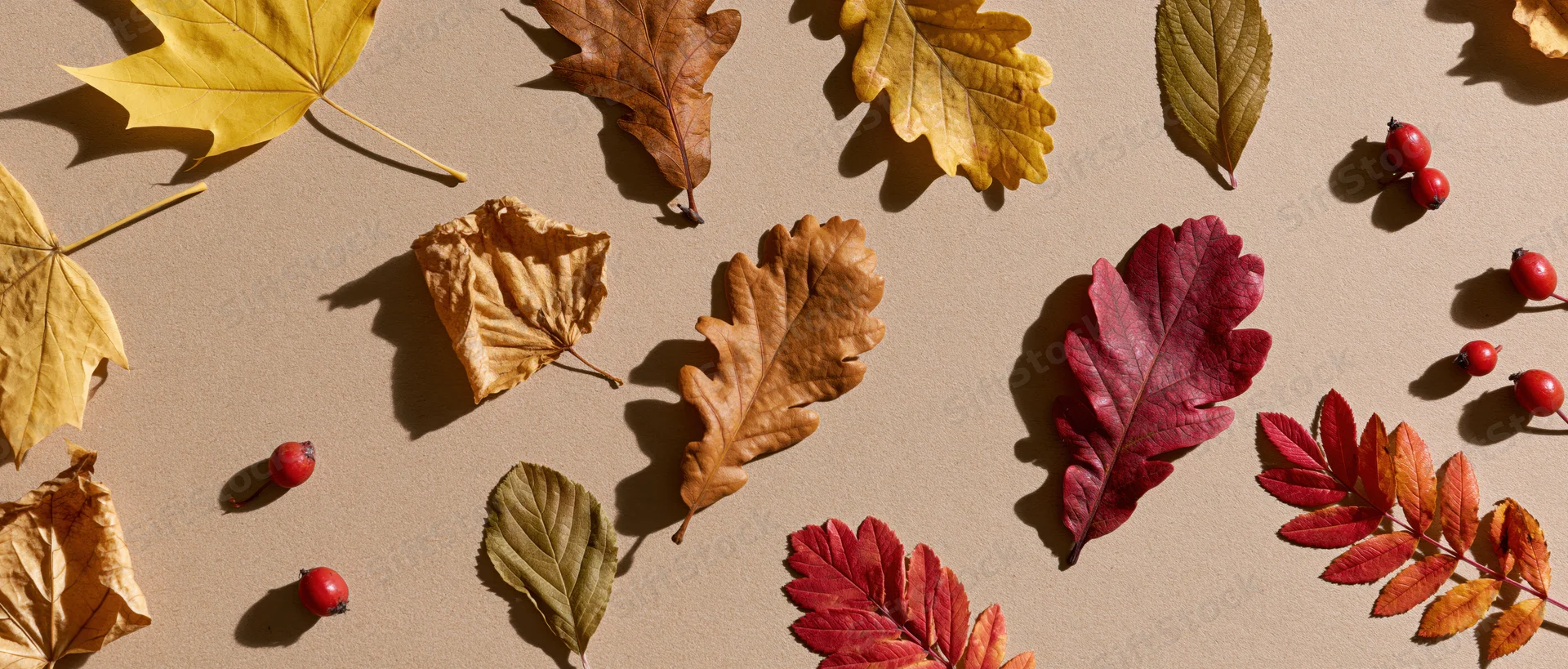 Assorted autumn leaves and small red berries arranged flat on a neutral surface