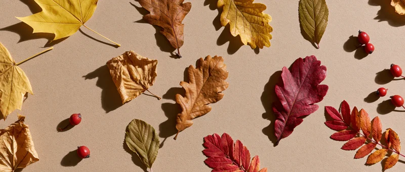 Assorted autumn leaves and small red berries arranged flat on a neutral surface
