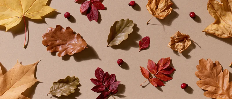 Assorted autumn leaves and red berries arranged flat on a beige surface