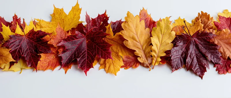 Assorted autumn leaves arranged in a dense horizontal border on white background
