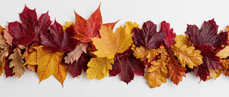 Autumn leaves arranged in a dense horizontal border on white background