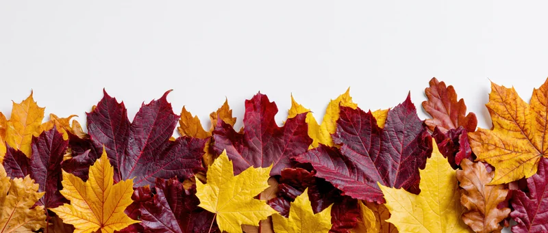 Colorful autumn leaves arranged in a dense horizontal border along the bottom of a white background