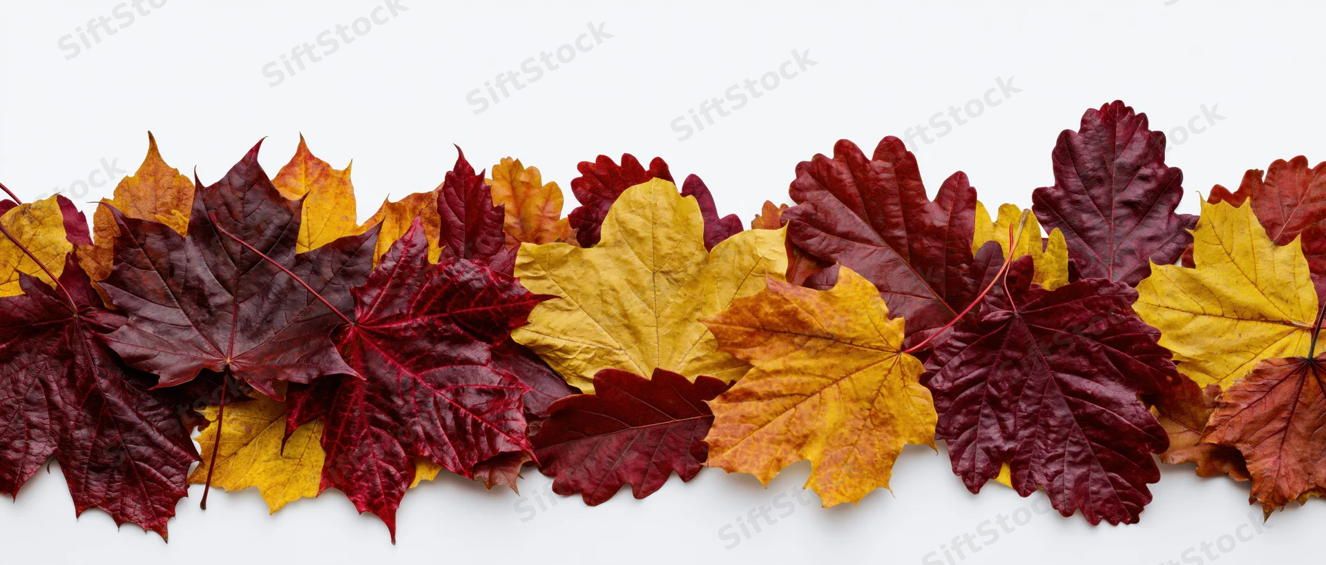 Autumn leaves arranged in a dense horizontal border on white background
