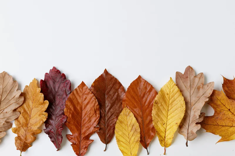 Assorted autumn leaves arranged in a row along the bottom of a white surface