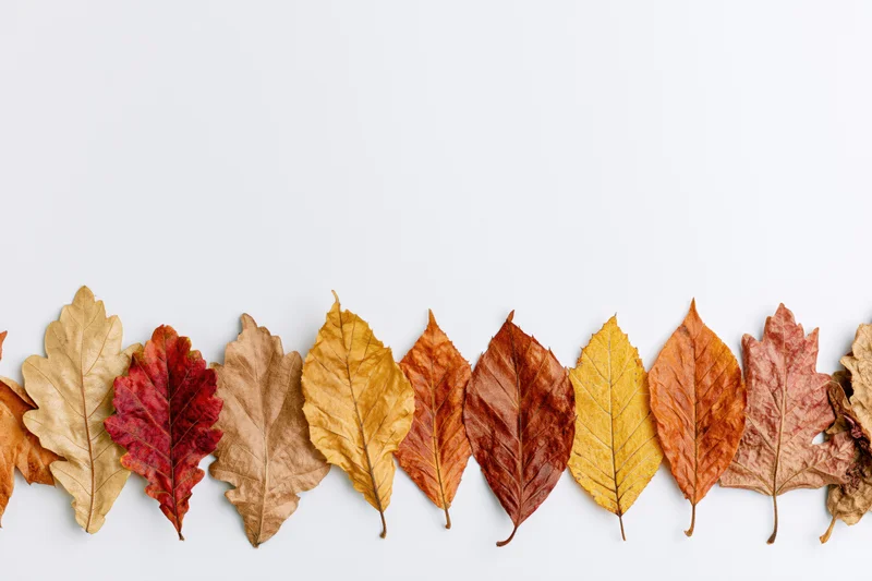 Dried autumn leaves arranged in a horizontal row along the bottom of a white surface