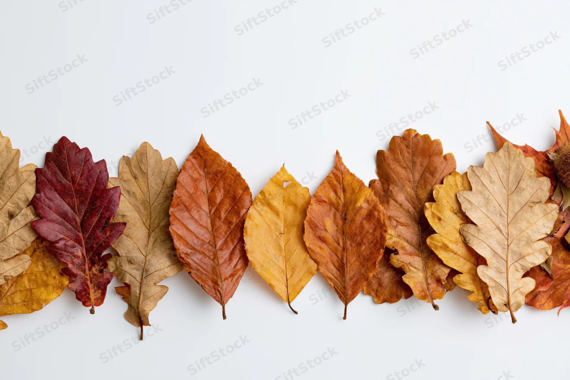 Dried autumn leaves arranged in a horizontal row along the bottom of a white surface