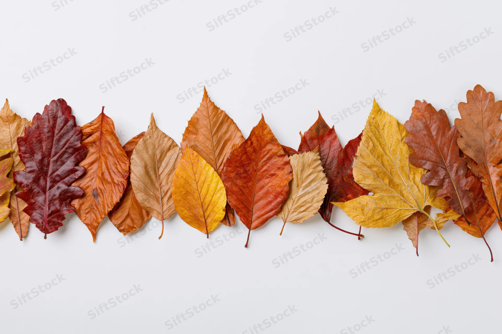 Assorted autumn leaves arranged in a horizontal row on a white surface