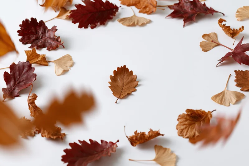 Dried autumn leaves scattered across white surface with motion blur and central copyspace