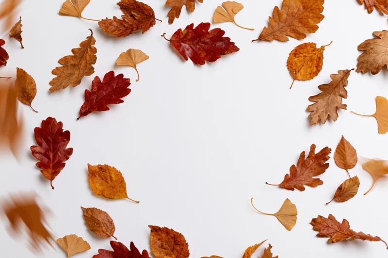 Autumn leaves scattered in midair forming a border around white copyspace