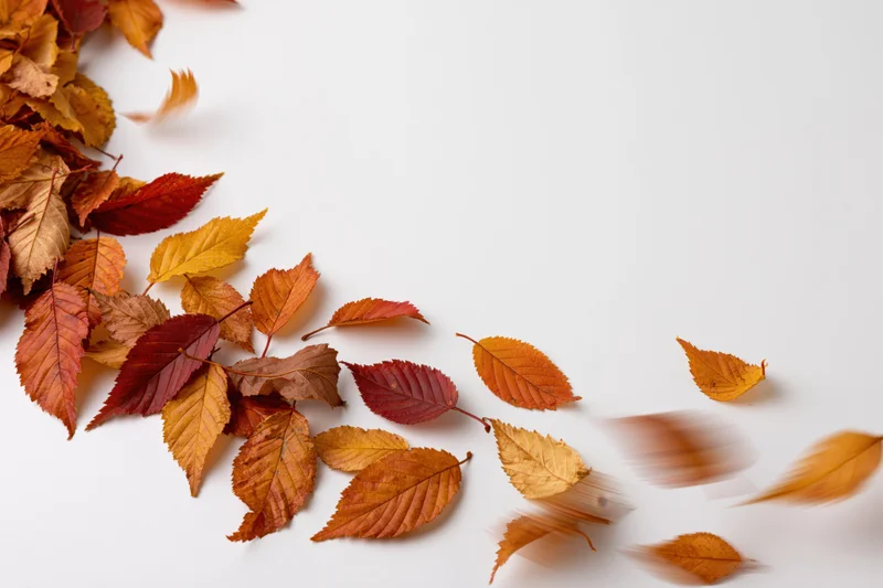 Scattered autumn leaves in motion on white surface with copyspace