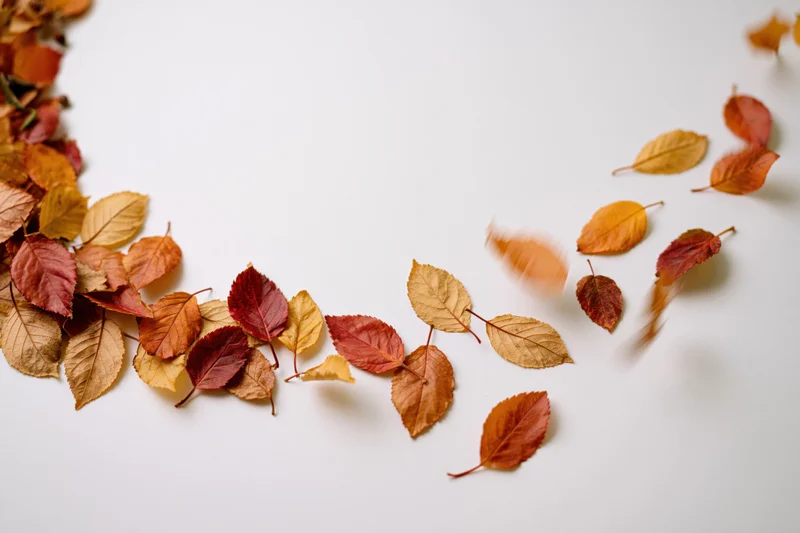 Scattered autumn leaves in red orange yellow and brown on white surface with copyspace