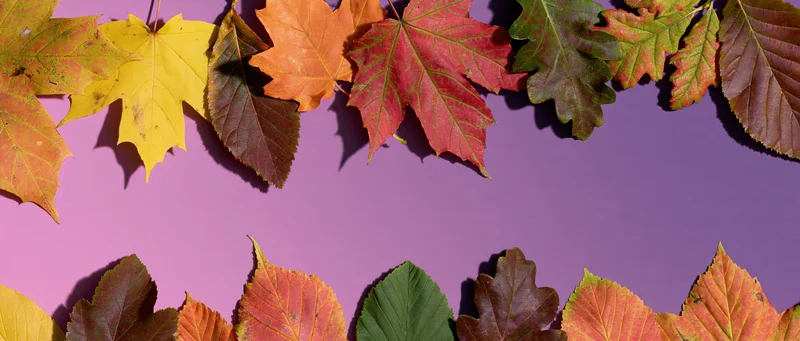 Autumn leaves arranged in a border frame on a purple background with copyspace