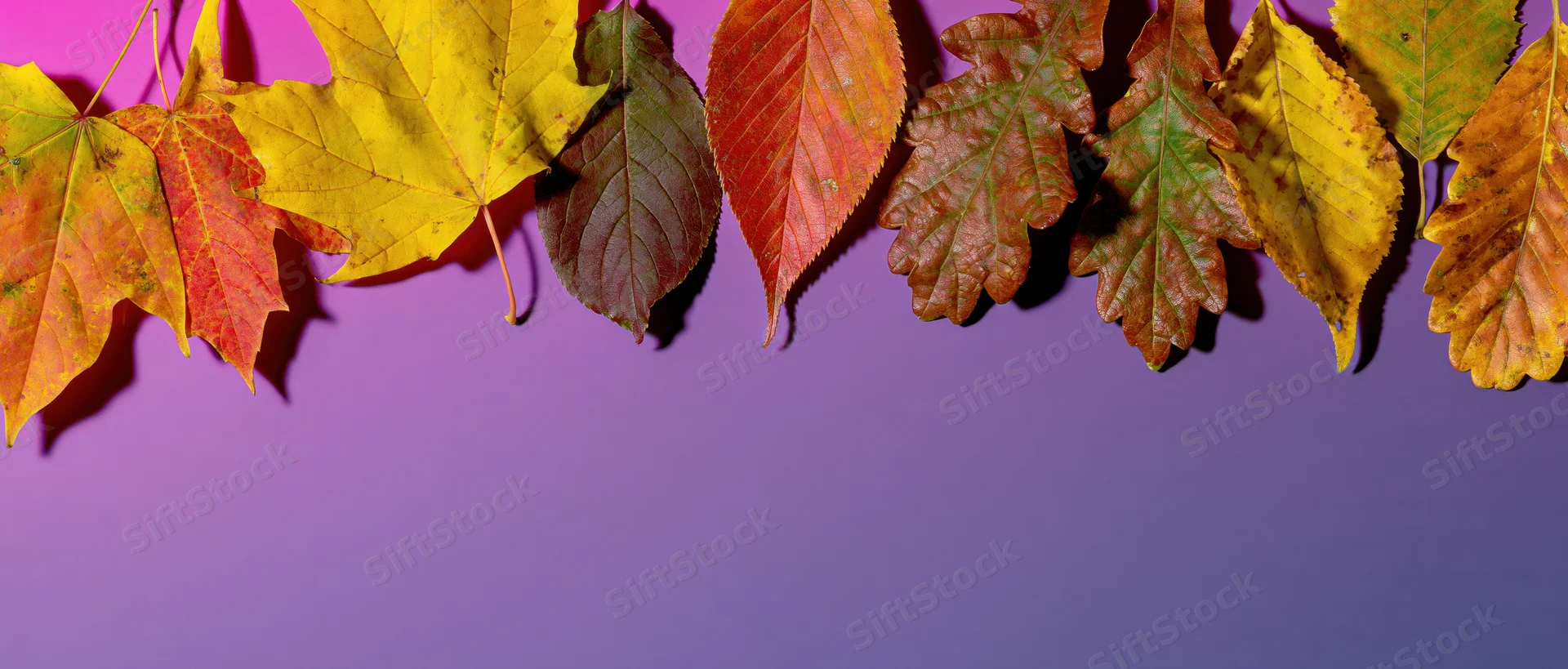 Autumn leaves arranged in a row along the top of a purple gradient background with copyspace below