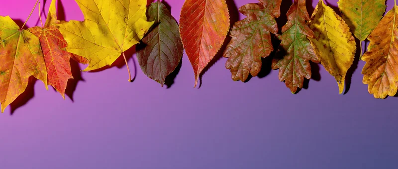Autumn leaves arranged in a row along the top of a purple gradient background with copyspace below